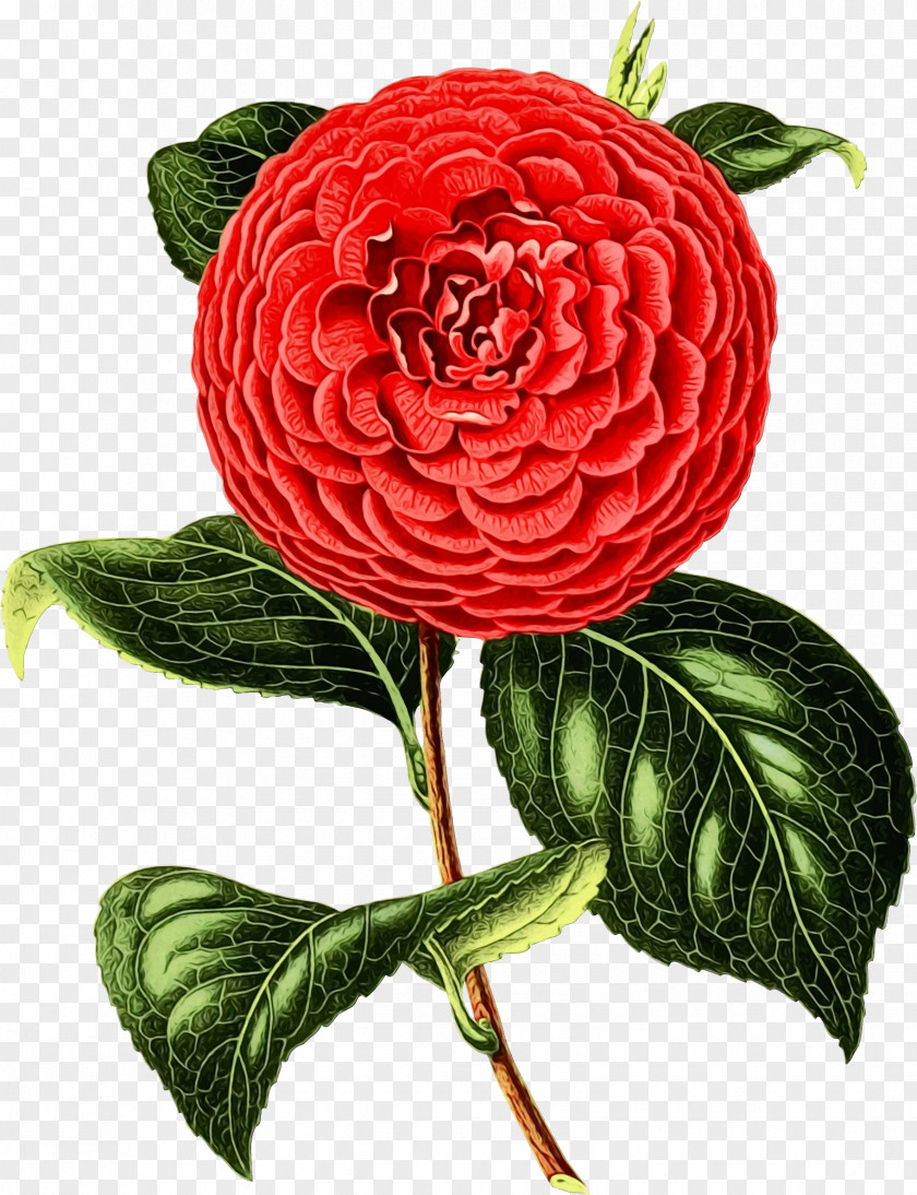 Rose Family Plant Stem Floral Design PNG