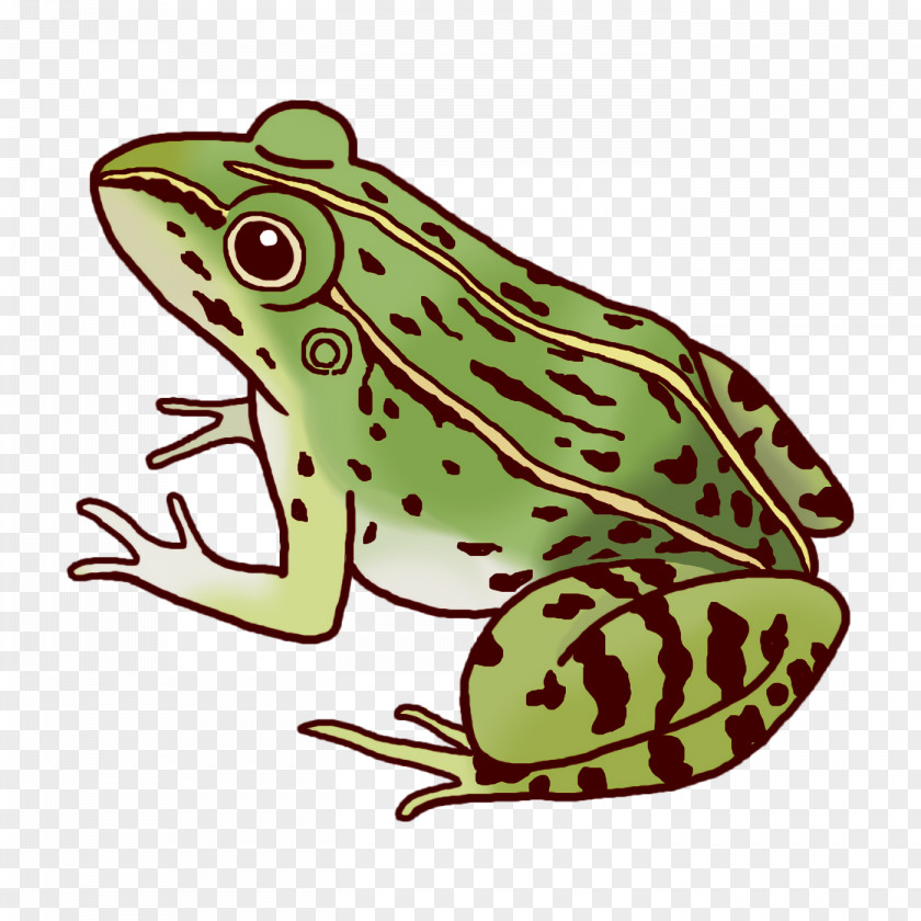 Toad True Frog Tree Frogs Cartoon PNG