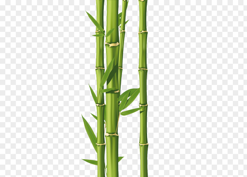 Bamboo Drawing Royalty-free Clip Art PNG