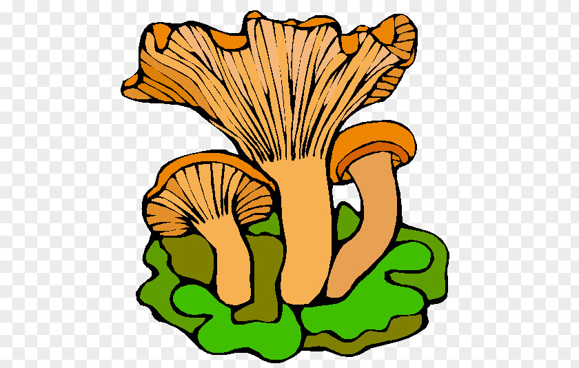 Buah Buahan Fungus Mycology Mushroom Algae Funghi PNG