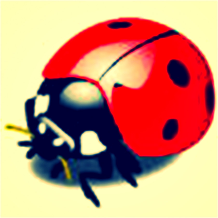 Bug Insect Ladybird Drawing Clip Art PNG