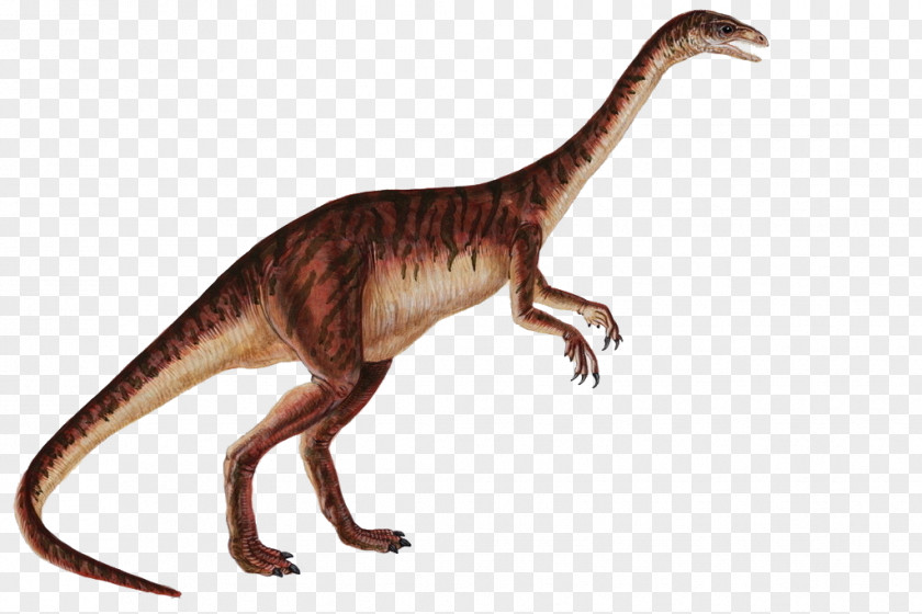 Dinosaur Anchisaurus Gyposaurus Dilophosaurus Plateosaurus Sauropoda PNG