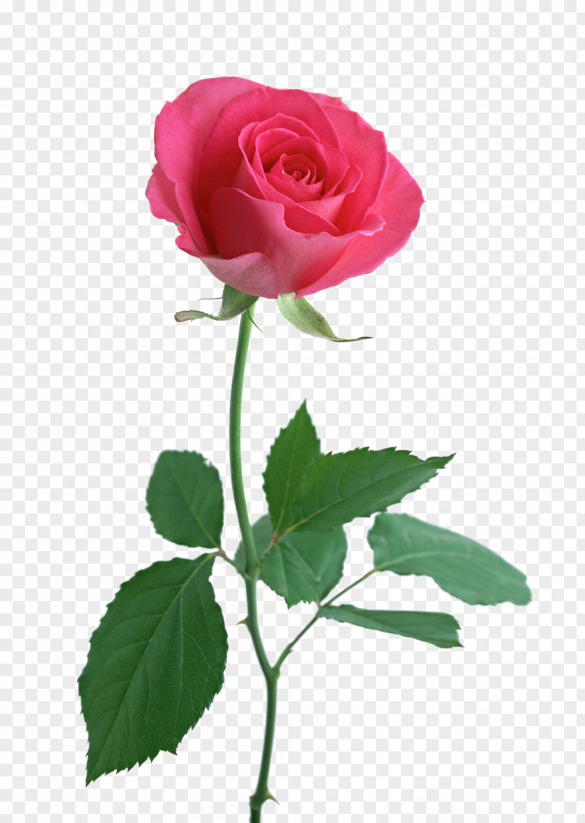 Long Flower Rose Pink Clip Art PNG