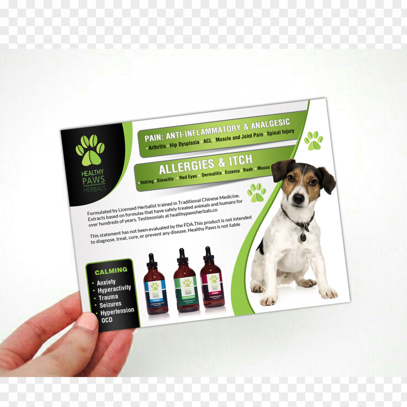 Modern Flyer Design Jack Russell Terrier Dog Breed Advertising Text PNG
