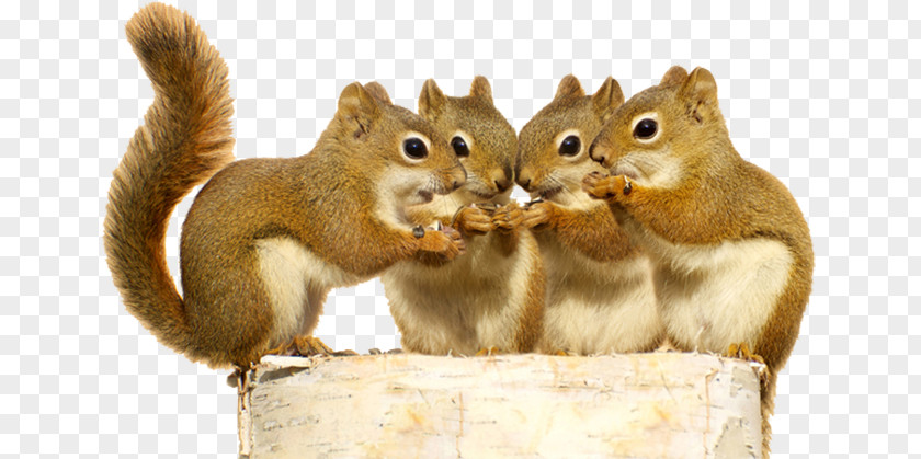 Squirrel Red Stock Photography Rodent The Schemer PNG