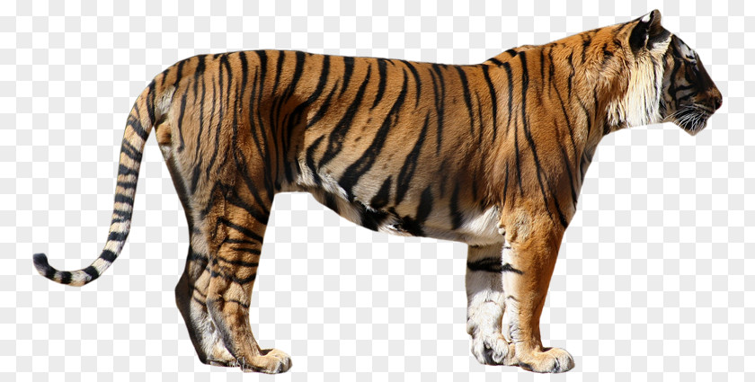 Tigres Felidae Siberian Tiger Bengal Cat Lion PNG