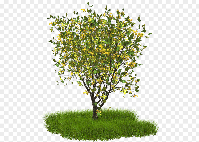 Tree Branch Treelet Clip Art PNG