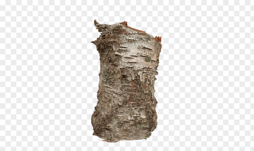 Tree Trunk Bark Birch Wood PNG