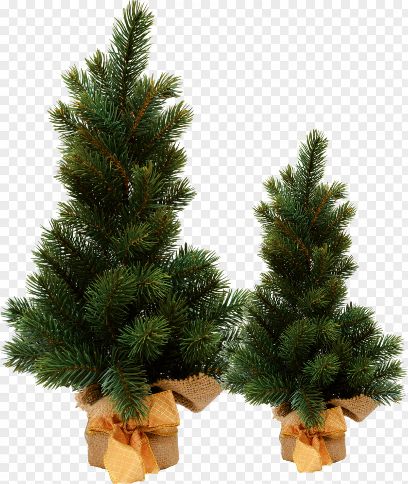 Christmas Tree Spruce Ornament Pine PNG