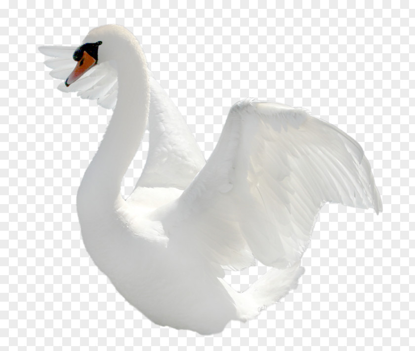 Goose Clip Art PNG