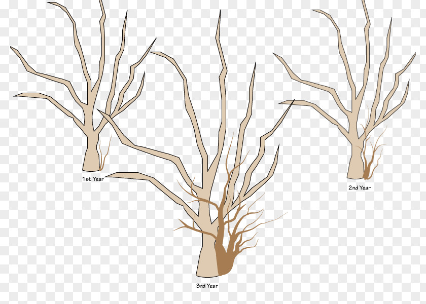Pruning Tree Branch Woody Plant Apples PNG