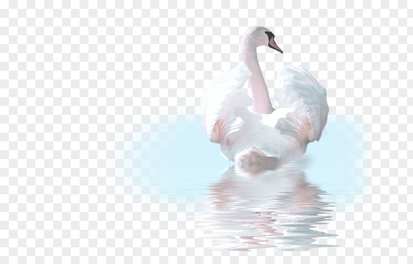 Bird Cygnini Goose Duck Clip Art PNG