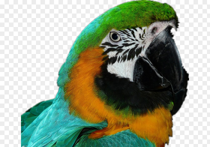 Green Parrot Bird Amazon Cockatoo Macaw Companion PNG