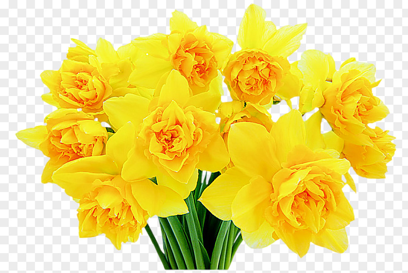 Jonquil Thumbnail Cache Clip Art Daffodil Flower Jonquille PNG