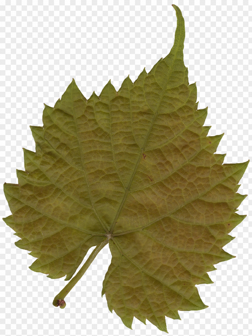 Banana Leaves Leaf Texture Mapping Tree Color PNG