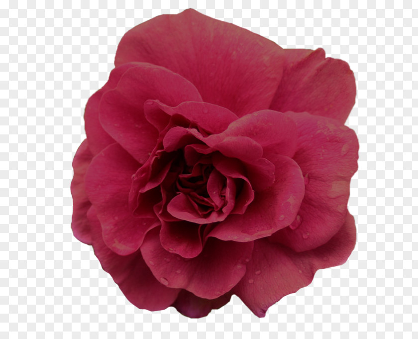 Decorative Floral Label Image Flower Garden Roses Clip Art PNG