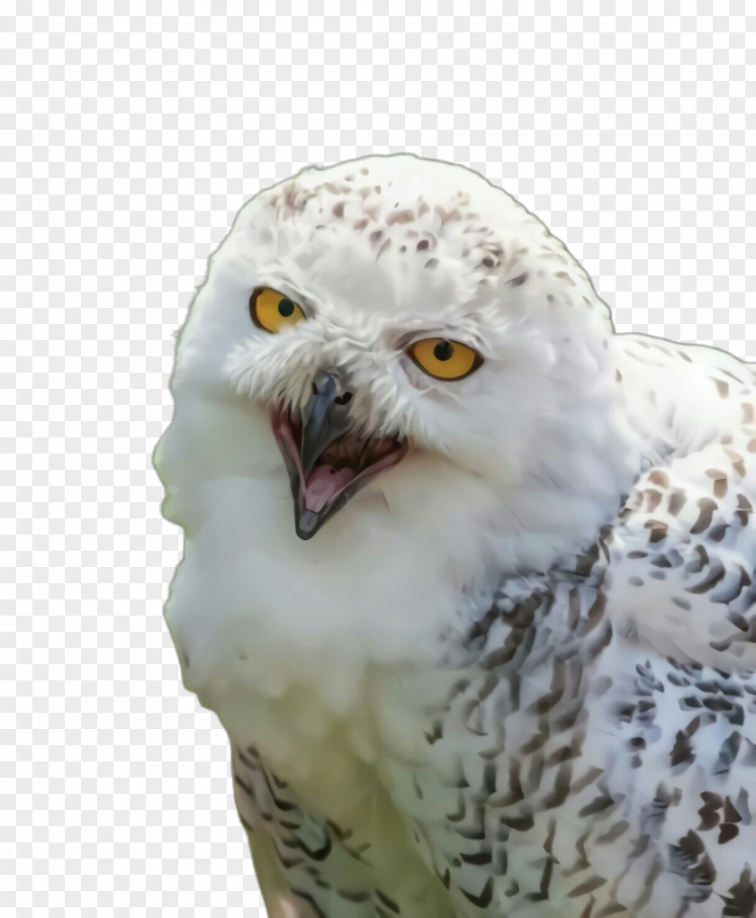 Falconiformes Wildlife Bird Owl Snowy Of Prey Beak PNG