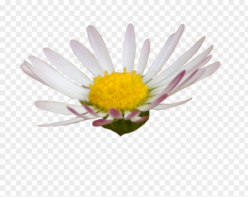 Flor Digital Scrapbooking Flower Image Editing Photography PNG