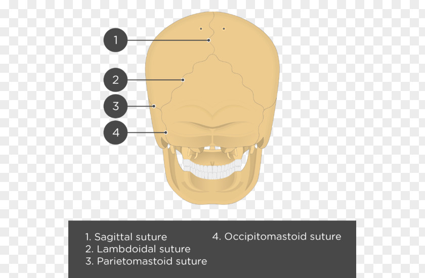 Skull Parietal Bone Anatomy Lebeční šev PNG