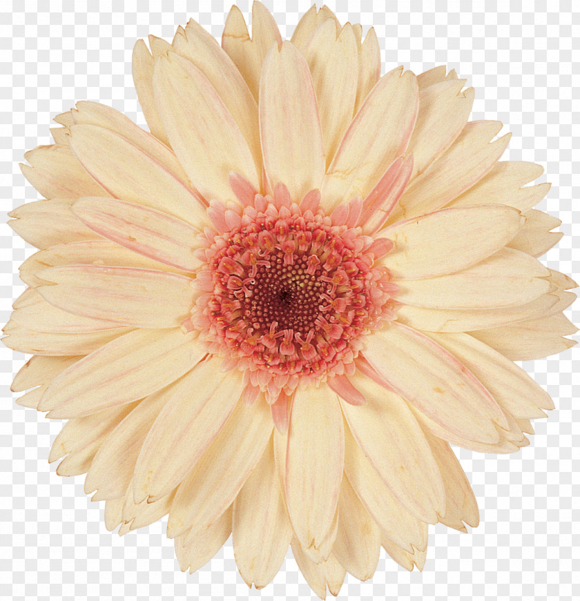 Gerbera Cut Flowers Purple Floral Design Photography PNG