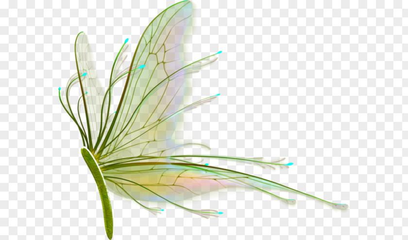 Insect Wing Feather Drawing PNG