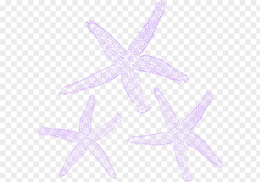 Starfish Vector Marine Invertebrates Echinoderm Lilac PNG
