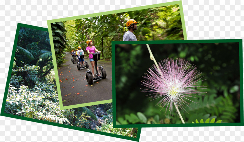 Botanical Garden World Gardens Zip-line Mauna Kea PNG