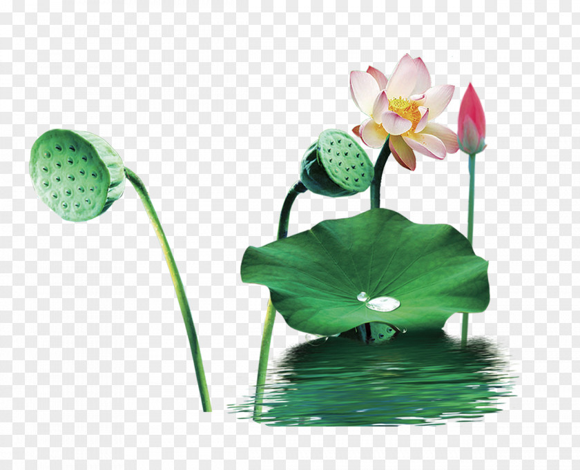 Lotus-free Material China Nelumbo Nucifera Cushion PNG