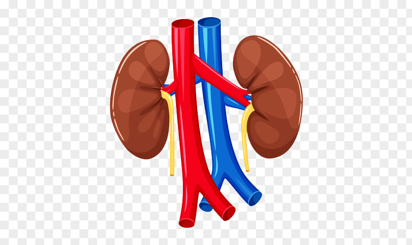 Organ Kidney Human Body Anatomy Heart PNG body Heart, heart clipart PNG