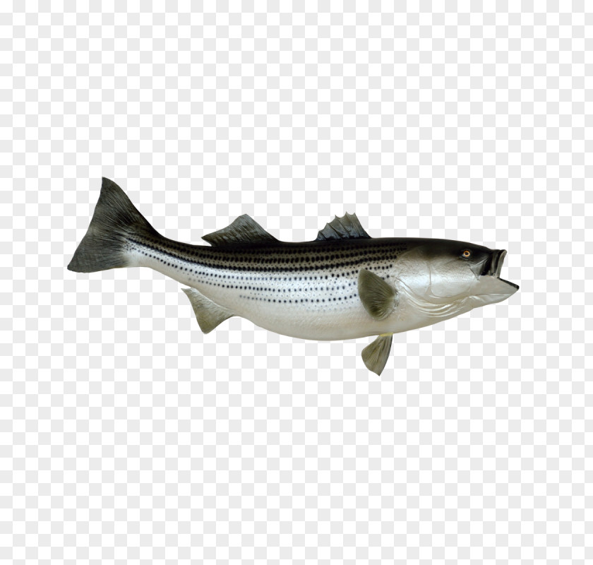 Striped Bass Fishing Stock Photography Clip Art PNG