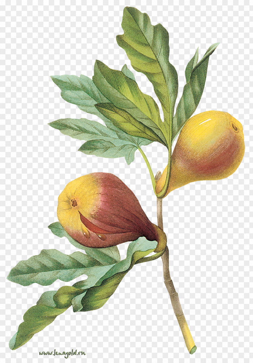 Tree Common Fig Fruit PNG