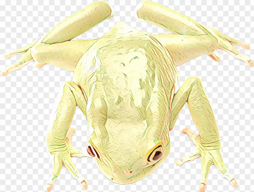 Tree Frog Character Fiction PNG