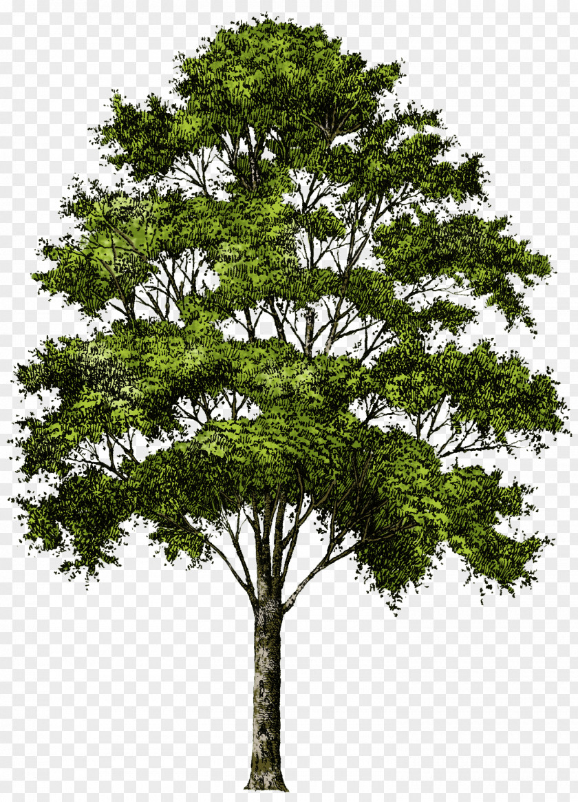 Tree Image Download Picture Clip Art PNG