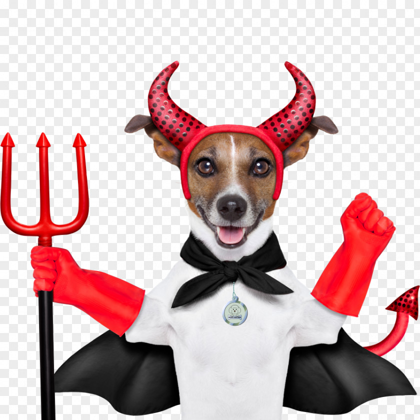 Devil Dobermann German Pinscher Dog Stock Photography PNG