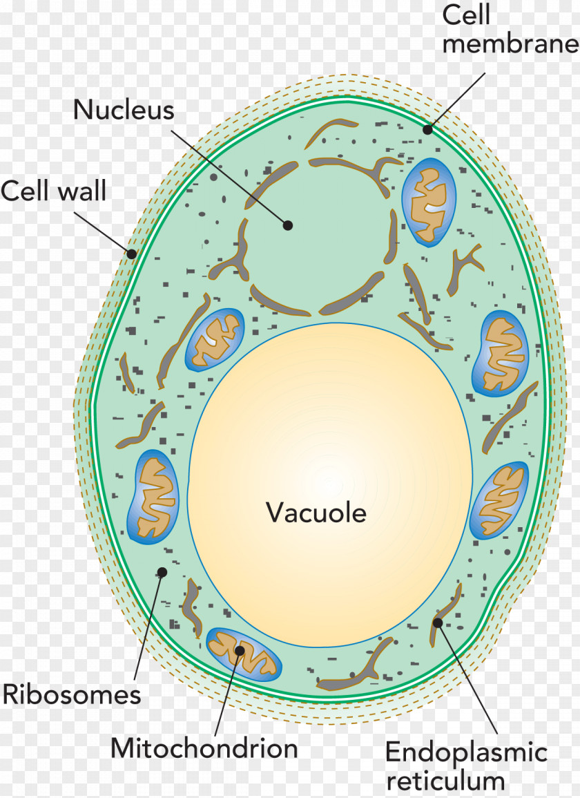 Microscope Penicillium Roqueforti Vacuole Cell Yeast Bacteria PNG