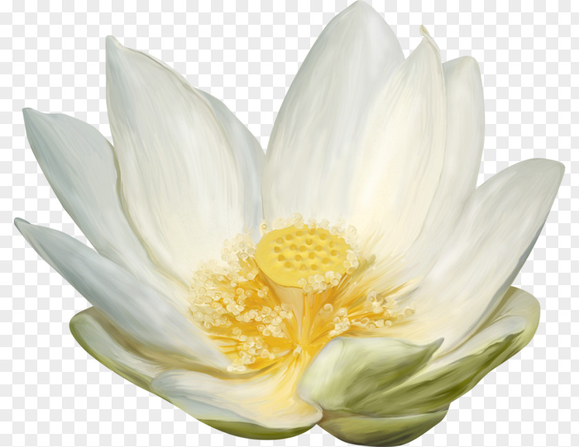 Nelumbo Nucifera White Download PNG