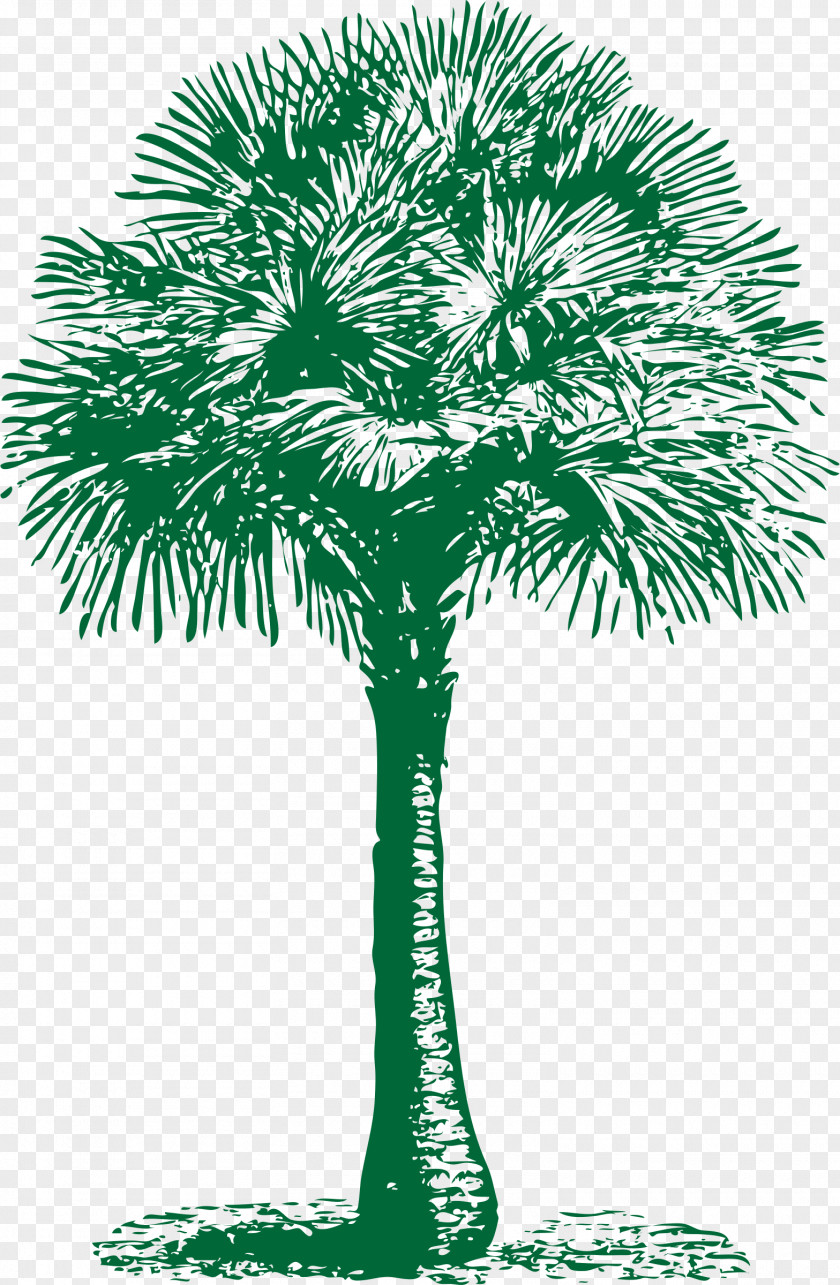Palms Arecaceae Asian Palmyra Palm Tree Washingtonia Filifera Date PNG