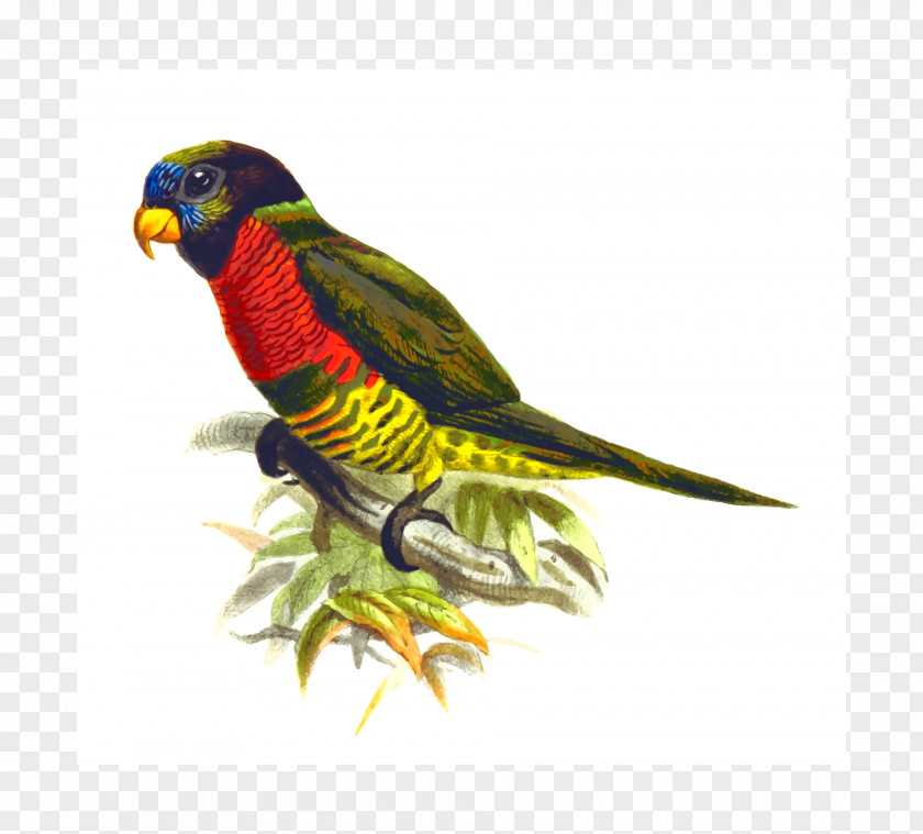 Parrot Bird Lories And Lorikeets Desktop Wallpaper Clip Art PNG
