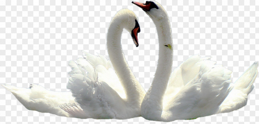 Swan Tundra Black Bird Wedding PNG