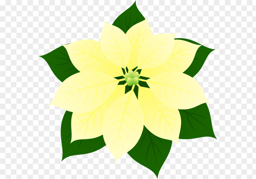 Design Floral Flowering Plant PNG