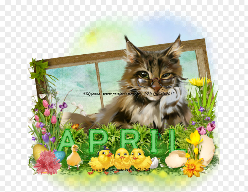Kitten Maine Coon Whiskers Domestic Short-haired Cat Tabby PNG