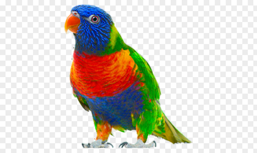 Parrot Bird Clip Art PNG