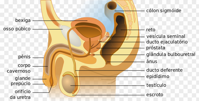 Role Of Hormones In Reproductive System Female Anatomy Excretory PNG