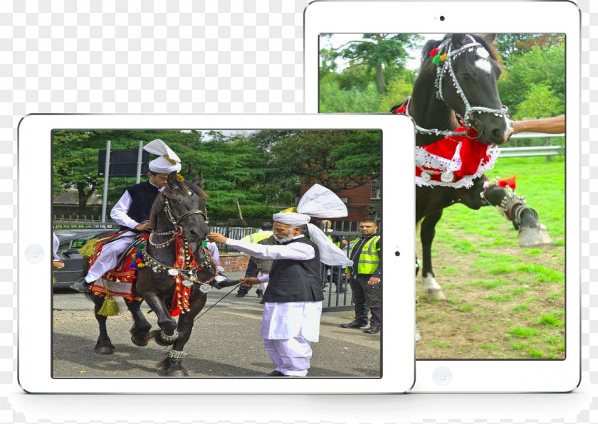 Wedding Horse Stallion Rein Equestrian Sport Racing PNG