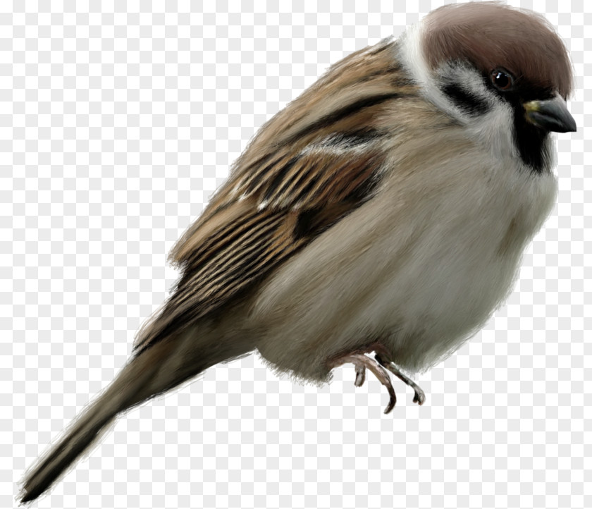 Chickadee Emberizidae Bird Cartoon PNG