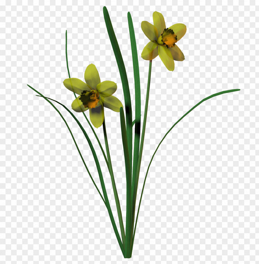Daffodil Cut Flowers Rose Tulip Plant Stem PNG