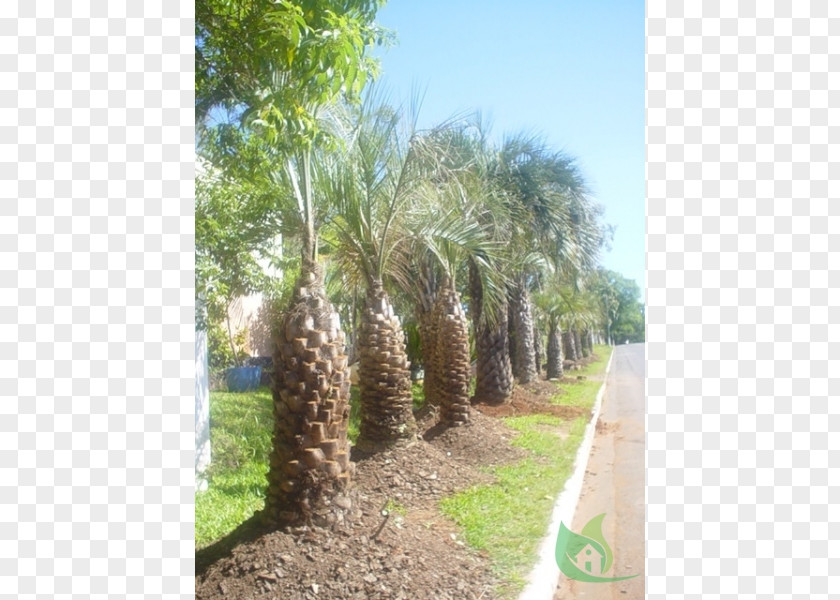 Date Palm Babassu Property Plant Community Oil Palms Land Lot PNG