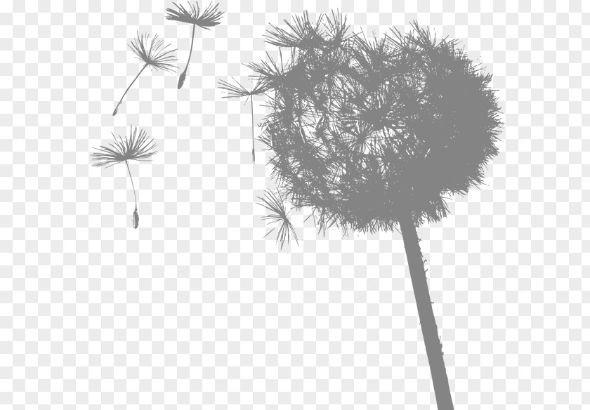 Environmental Group Common Dandelion University Of Central Lancashire Essay Research Euclidean Vector PNG