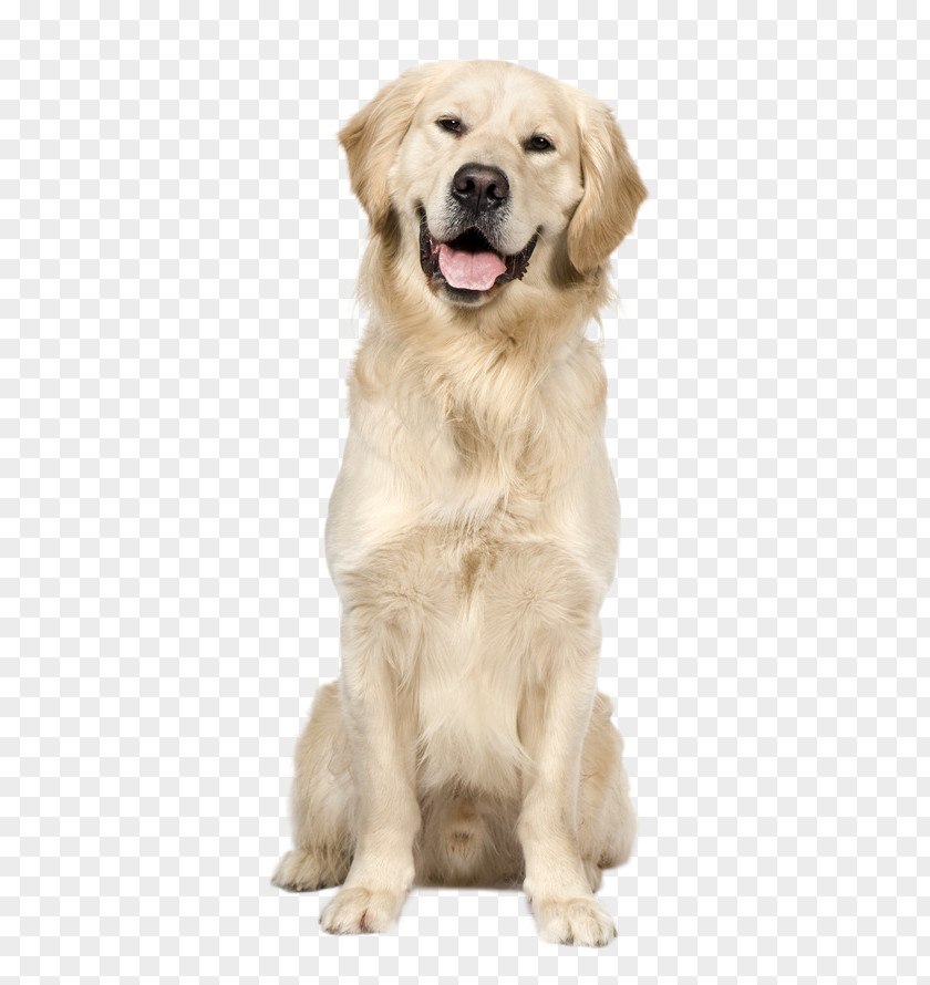 Golden Retriever Labrador Puppy Dog Breed PNG