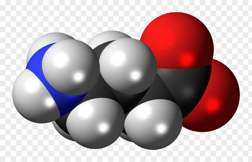 Molecule Gamma-Aminobutyric Acid Space-filling Model Neurotransmitter Molecular PNG